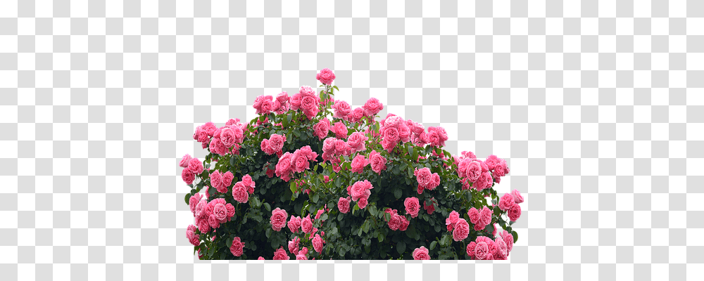 Roses Emotion, Geranium, Flower, Plant Transparent Png