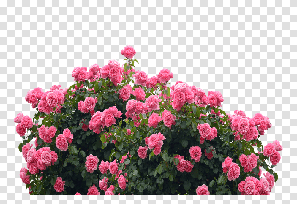 Roses Nature, Geranium, Flower, Plant Transparent Png