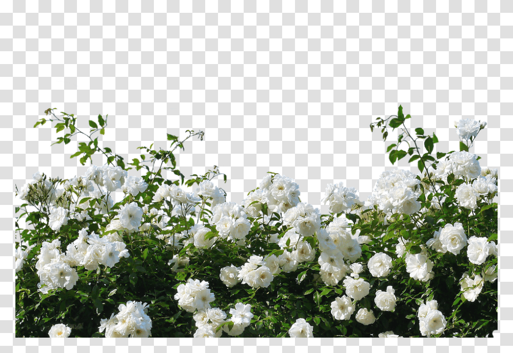 Roses 960, Flower, Plant, Geranium, Vegetation Transparent Png