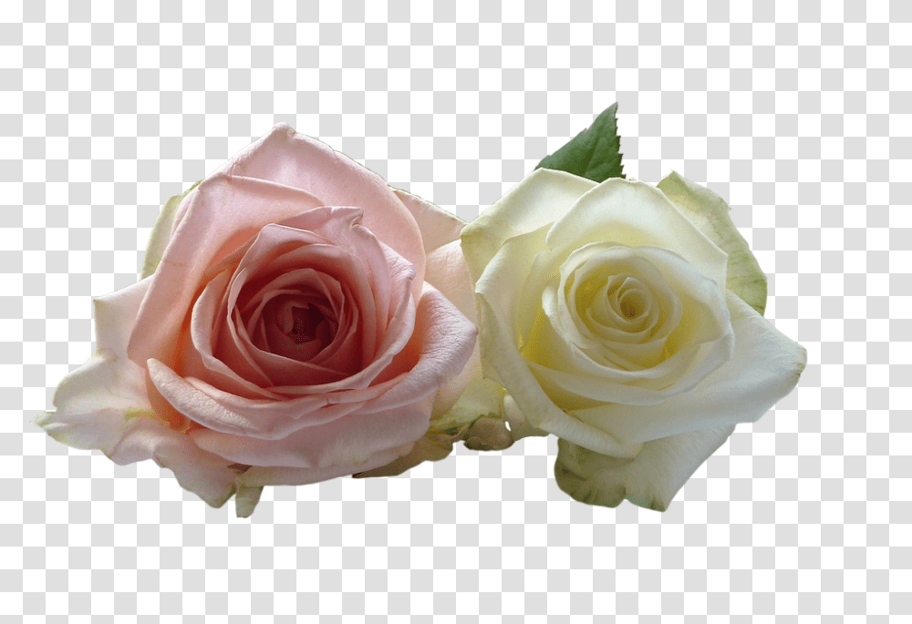 Roses 960, Flower, Plant, Blossom, Petal Transparent Png