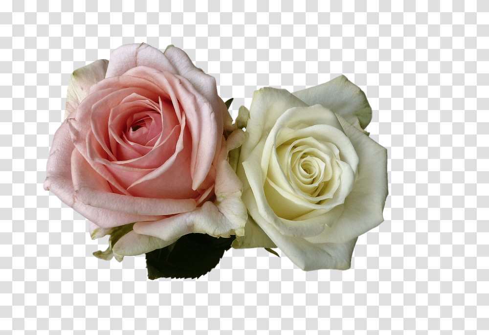 Roses 960, Flower, Plant, Blossom Transparent Png