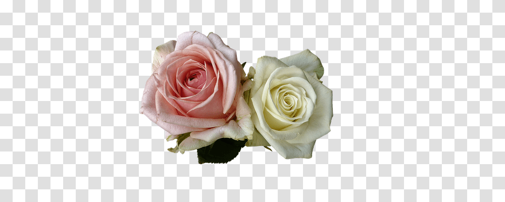 Roses Emotion, Flower, Plant, Blossom Transparent Png