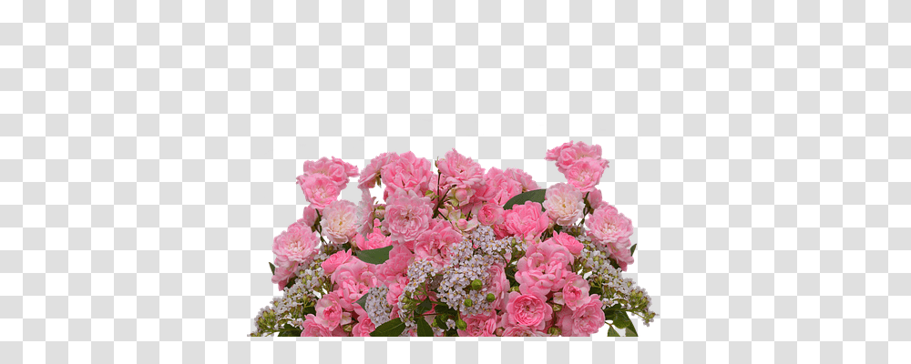 Roses Nature, Plant, Flower, Blossom Transparent Png