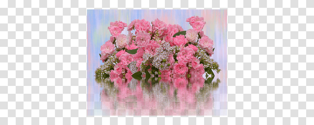 Roses Nature, Plant, Flower, Blossom Transparent Png