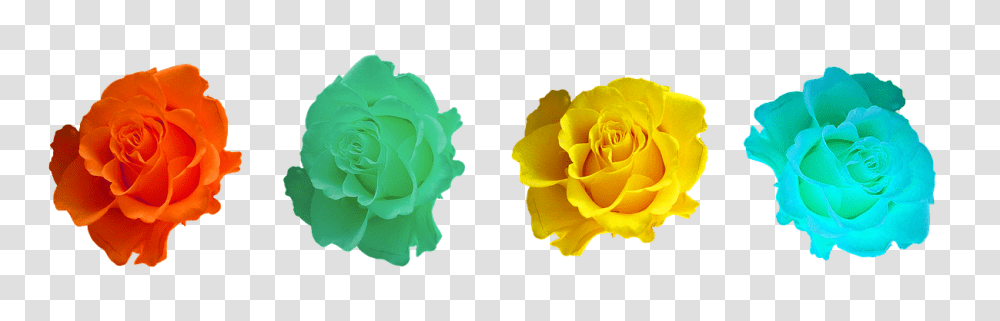 Roses Nature, Flower, Plant, Blossom Transparent Png