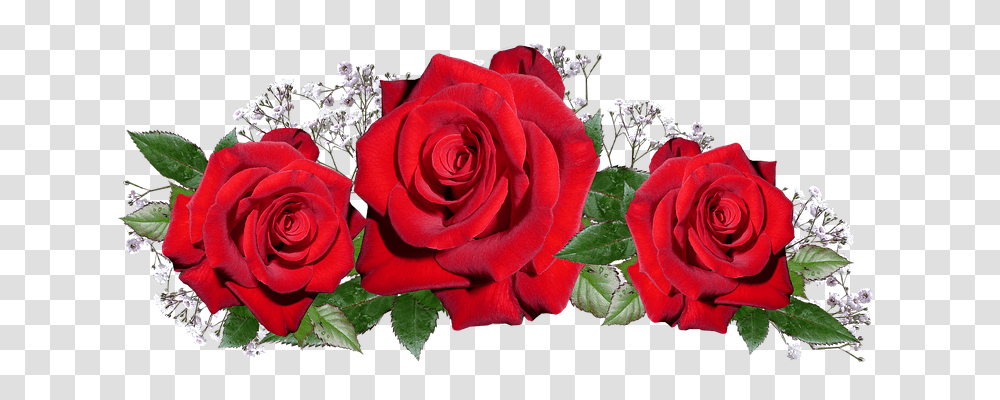 Roses Emotion, Flower, Plant, Blossom Transparent Png