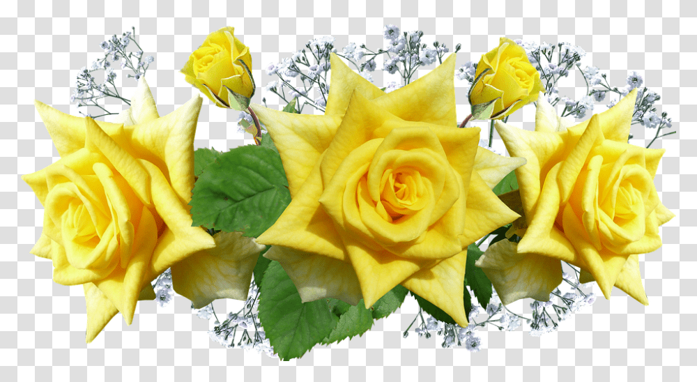 Roses 960, Flower, Plant, Blossom, Flower Arrangement Transparent Png