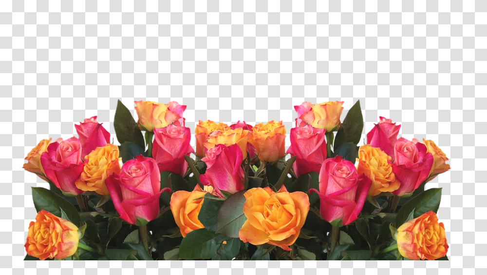 Roses 960, Flower, Plant, Blossom, Flower Bouquet Transparent Png