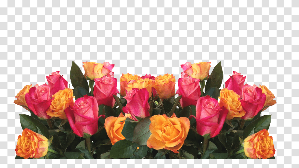 Roses Nature, Plant, Flower, Blossom Transparent Png