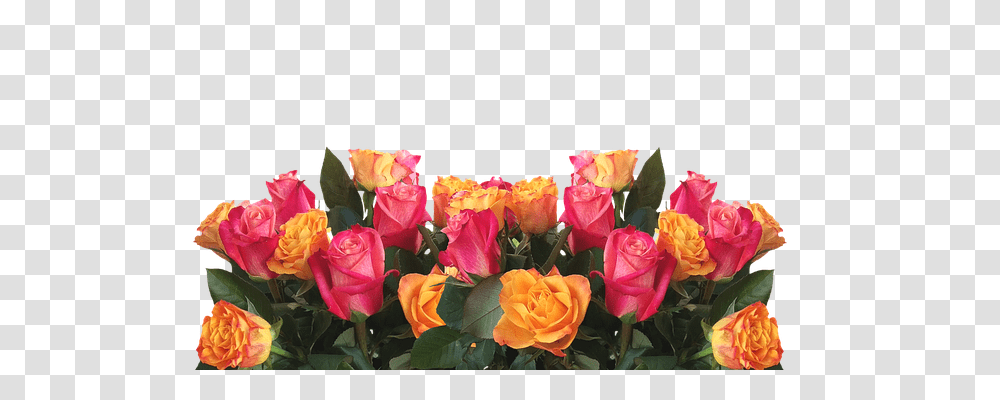 Roses Nature, Plant, Flower, Blossom Transparent Png