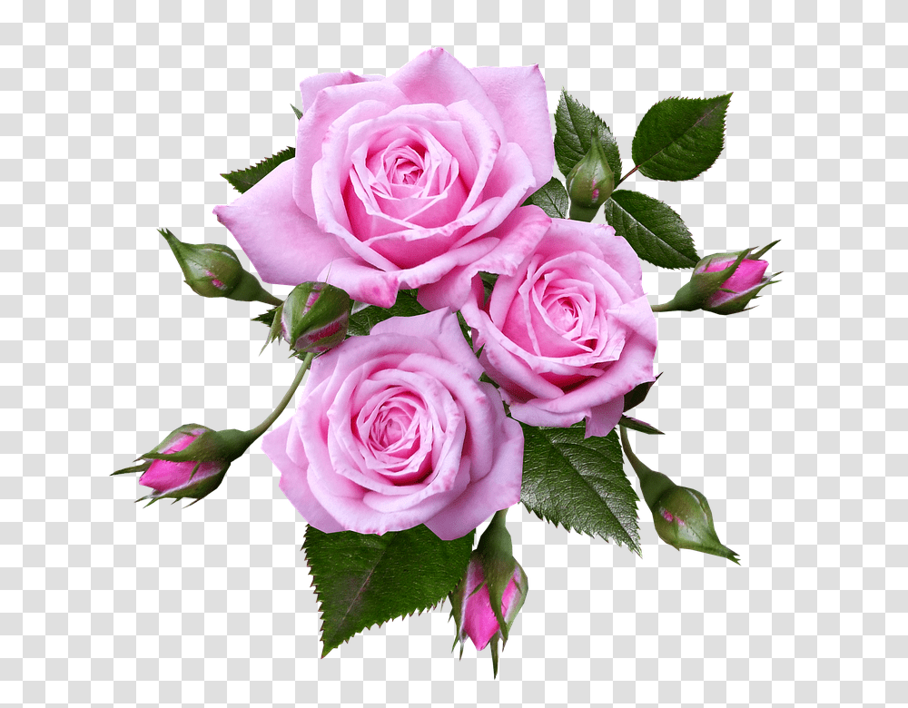 Roses 960, Flower, Plant, Blossom, Flower Arrangement Transparent Png