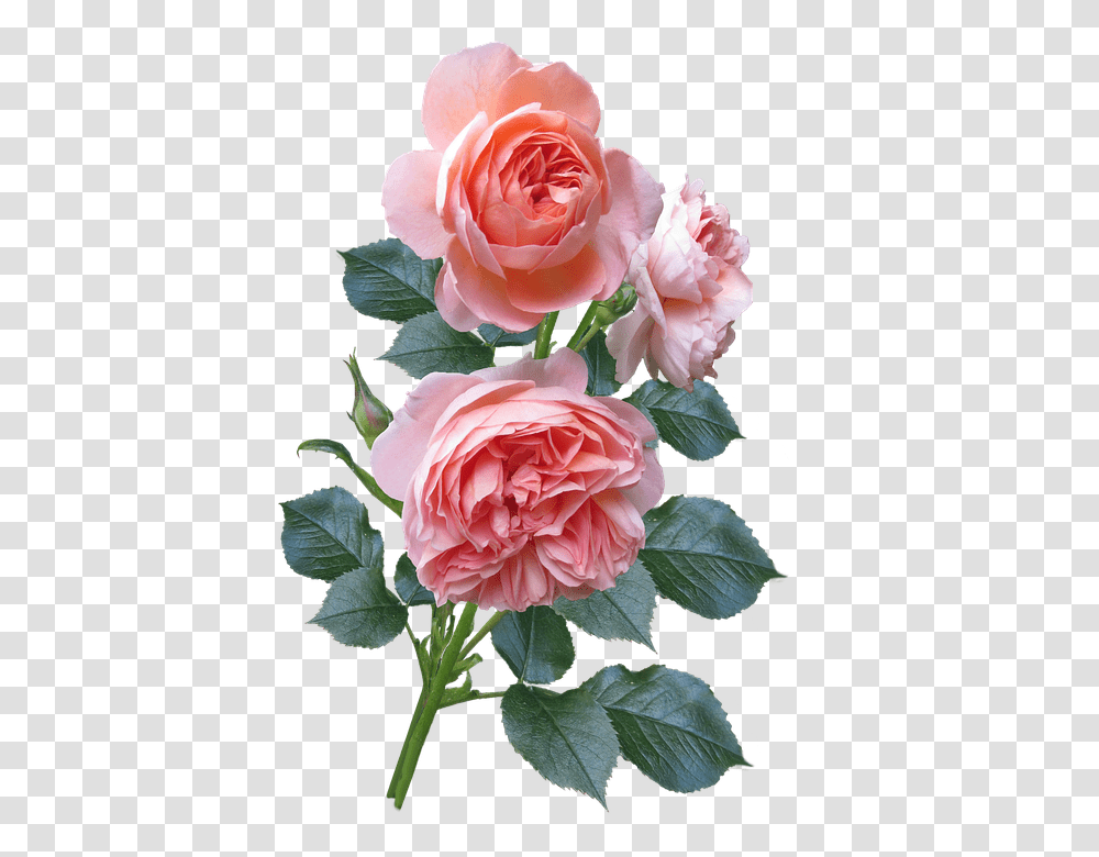 Roses 960, Flower, Plant, Blossom, Petal Transparent Png