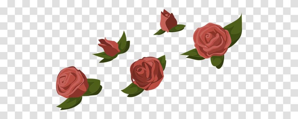 Roses Flower, Plant, Blossom, Petal Transparent Png