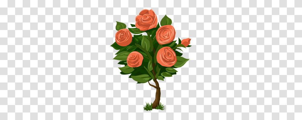 Roses Nature, Plant, Flower, Blossom Transparent Png