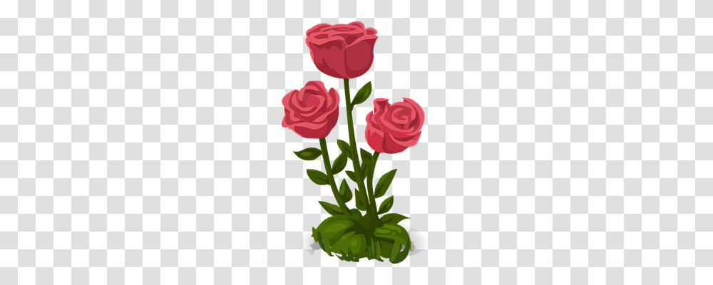 Roses Nature, Plant, Flower, Blossom Transparent Png