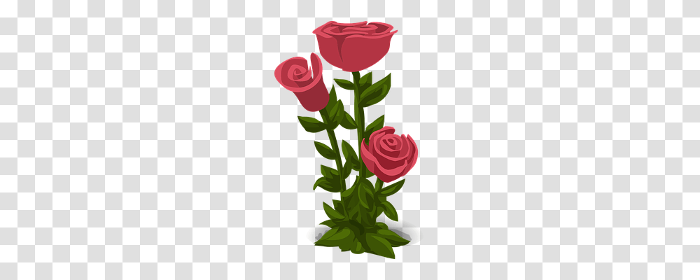 Roses Nature, Flower, Plant, Blossom Transparent Png