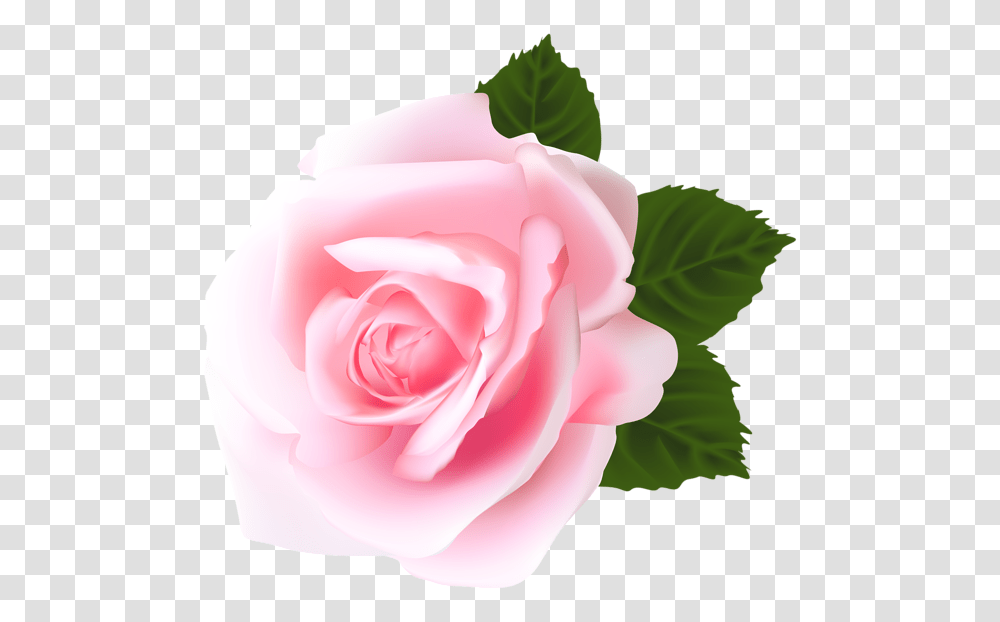 Roses Art Flower Art, Plant, Blossom, Petal Transparent Png