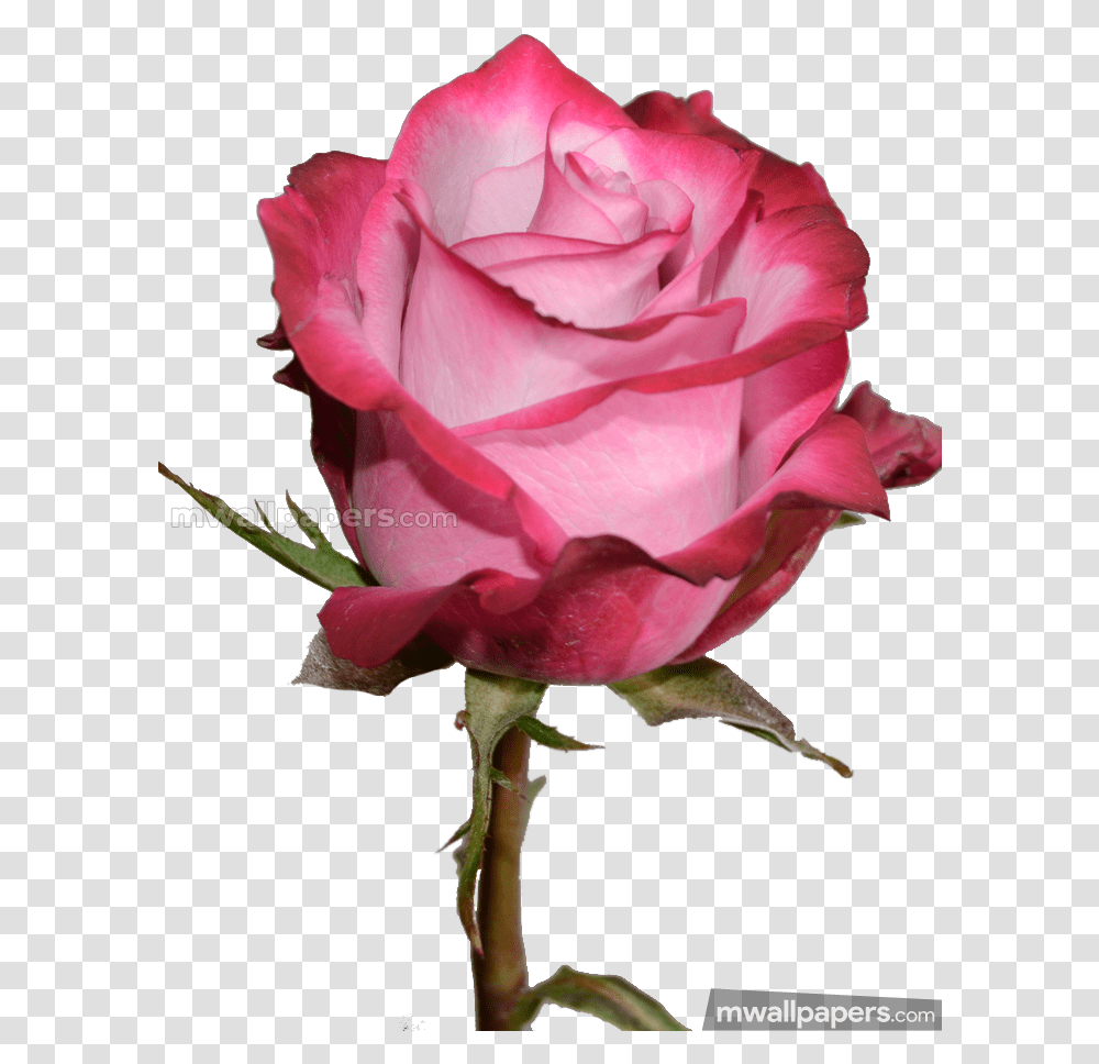 Roses Beautiful Hd Photos Blue Rose Pic Hd Download, Flower, Plant, Blossom, Geranium Transparent Png