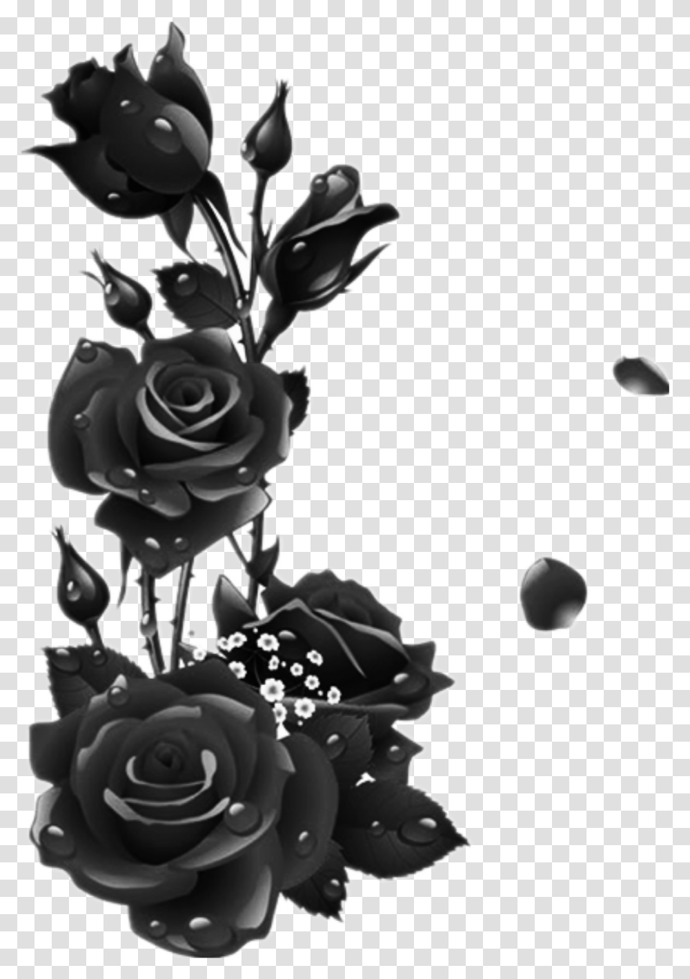 Roses Black Rose Leaves Garden Drops Black Rose Frame, Plant, Flower, Blossom Transparent Png