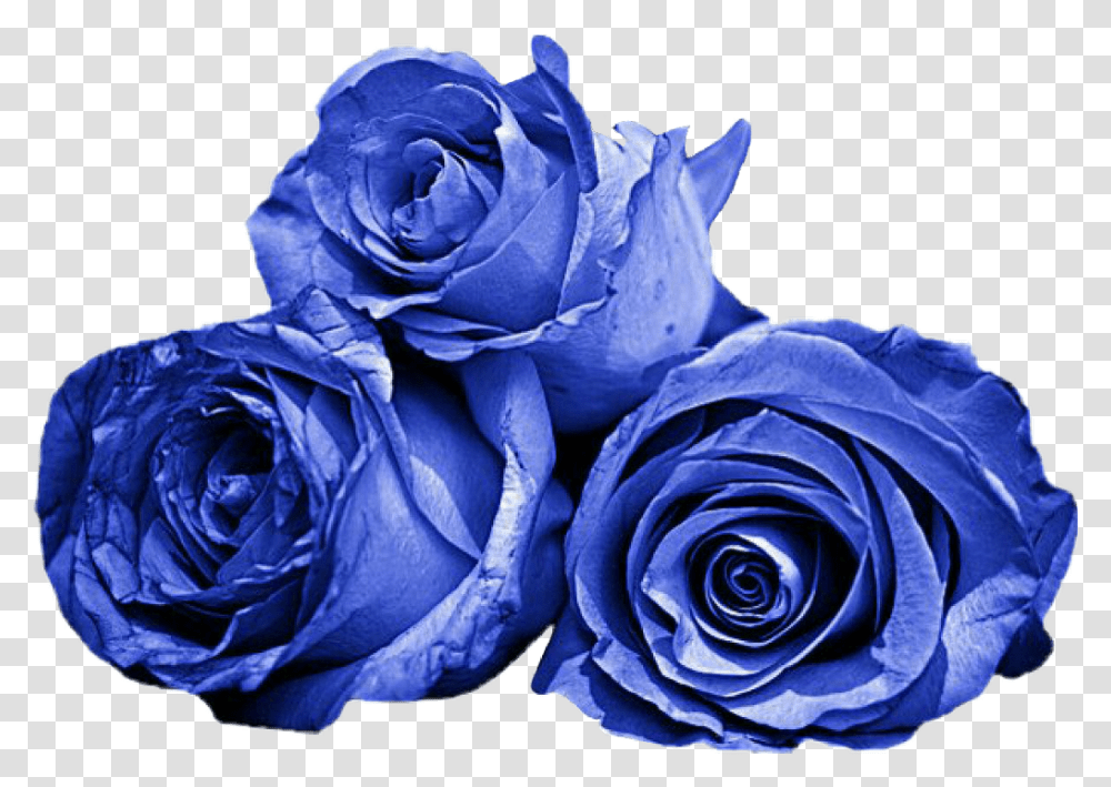 Roses Blue Aestheticblue, Flower, Plant, Blossom Transparent Png