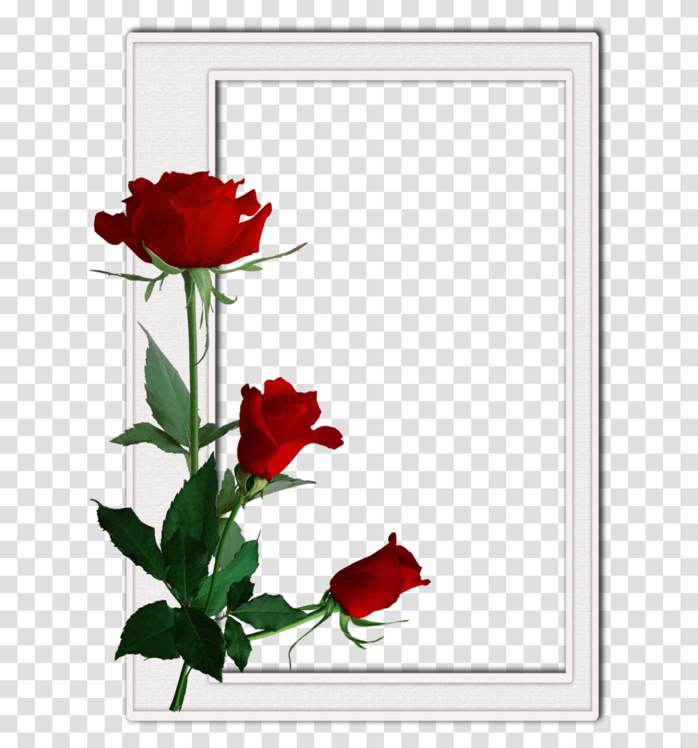 Roses Borders And Frames, Flower, Plant, Blossom Transparent Png