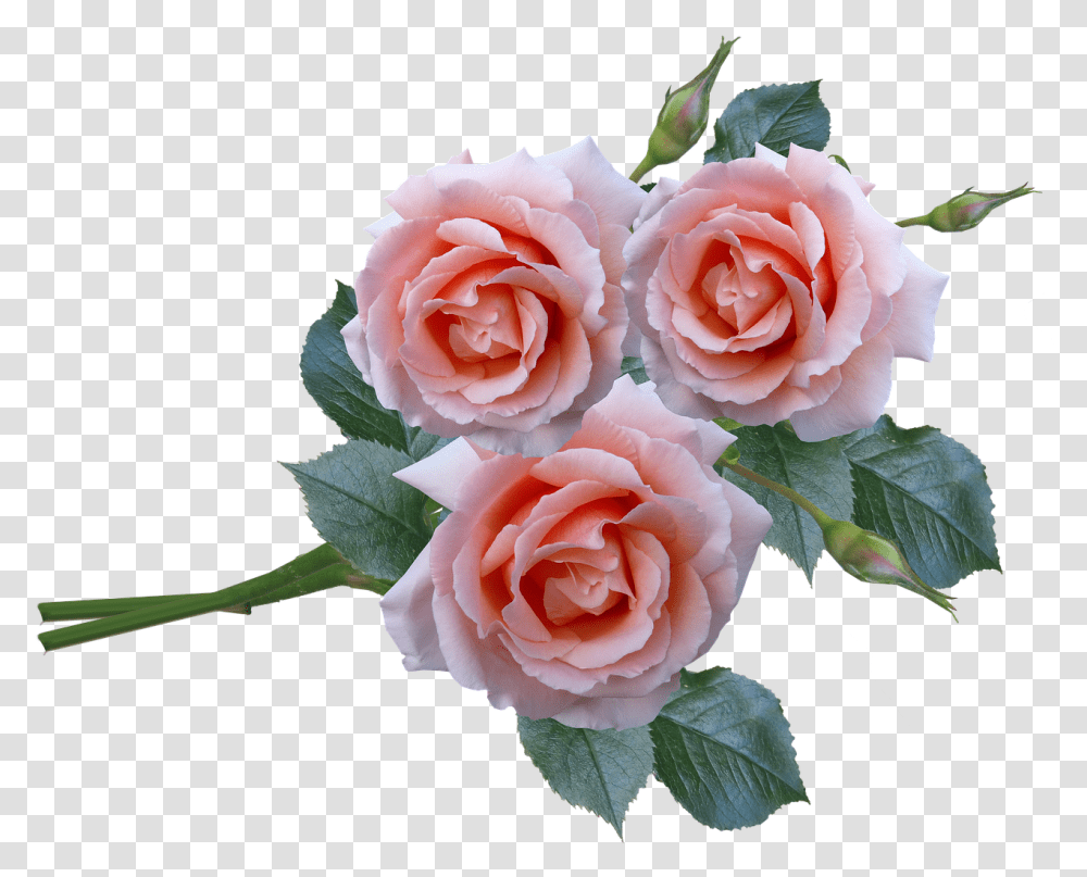 Roses Bunch Stem Free Photo Flower Bunch Hd, Plant, Blossom, Petal Transparent Png