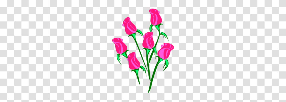 Roses Clip Art, Floral Design, Pattern, Plant Transparent Png