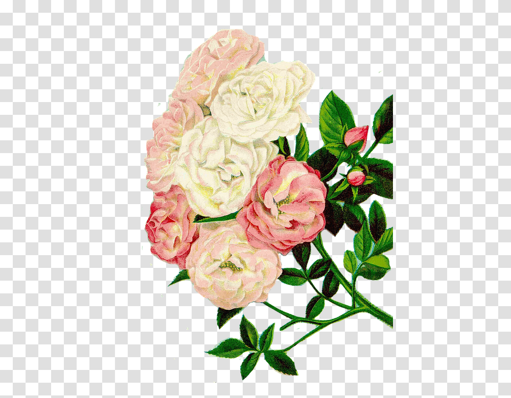 Roses Clipart 960, Flower, Plant, Blossom, Carnation Transparent Png