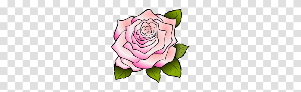 Roses Clipart, Flower, Plant, Blossom, Petal Transparent Png