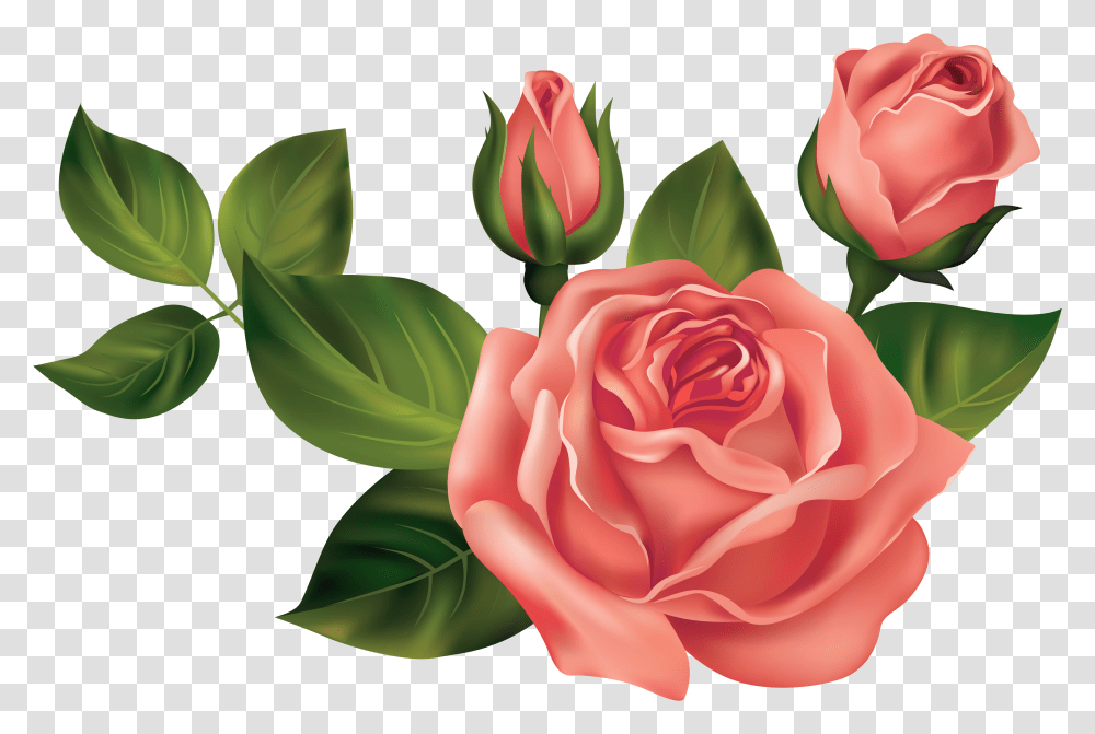 Roses Clipart Picture Images Of Roses Transparent Png