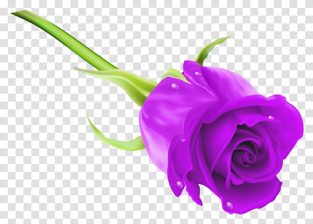 Roses Clipart Purple Rose Purple Rose Background Transparent Png