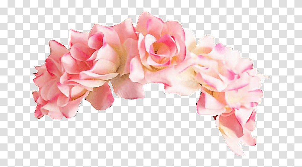 Roses Corona Corona De Rosas Pink Flower Crown, Petal, Plant, Blossom, Flower Arrangement Transparent Png