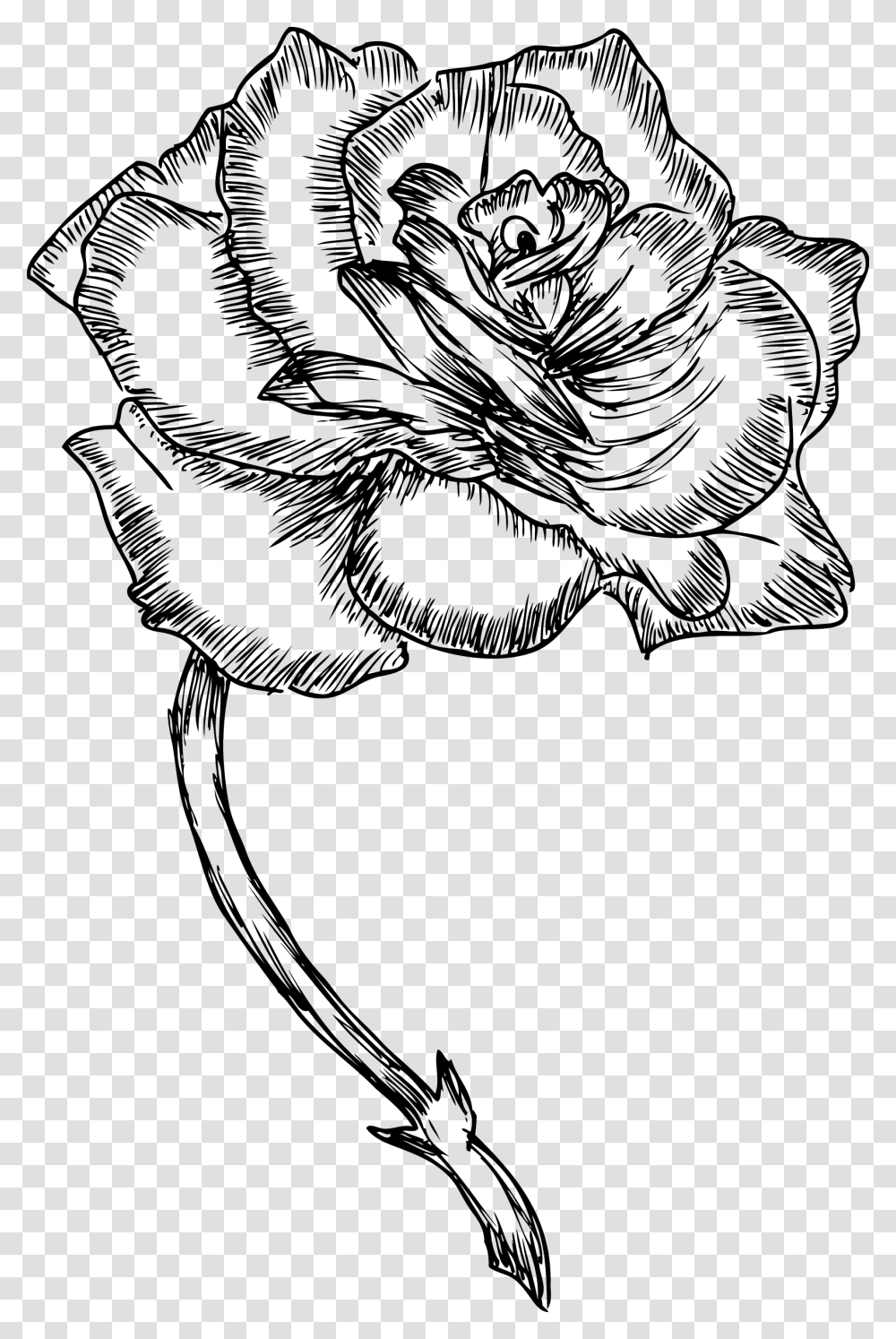 Roses Drawing Bw, Gray, World Of Warcraft Transparent Png