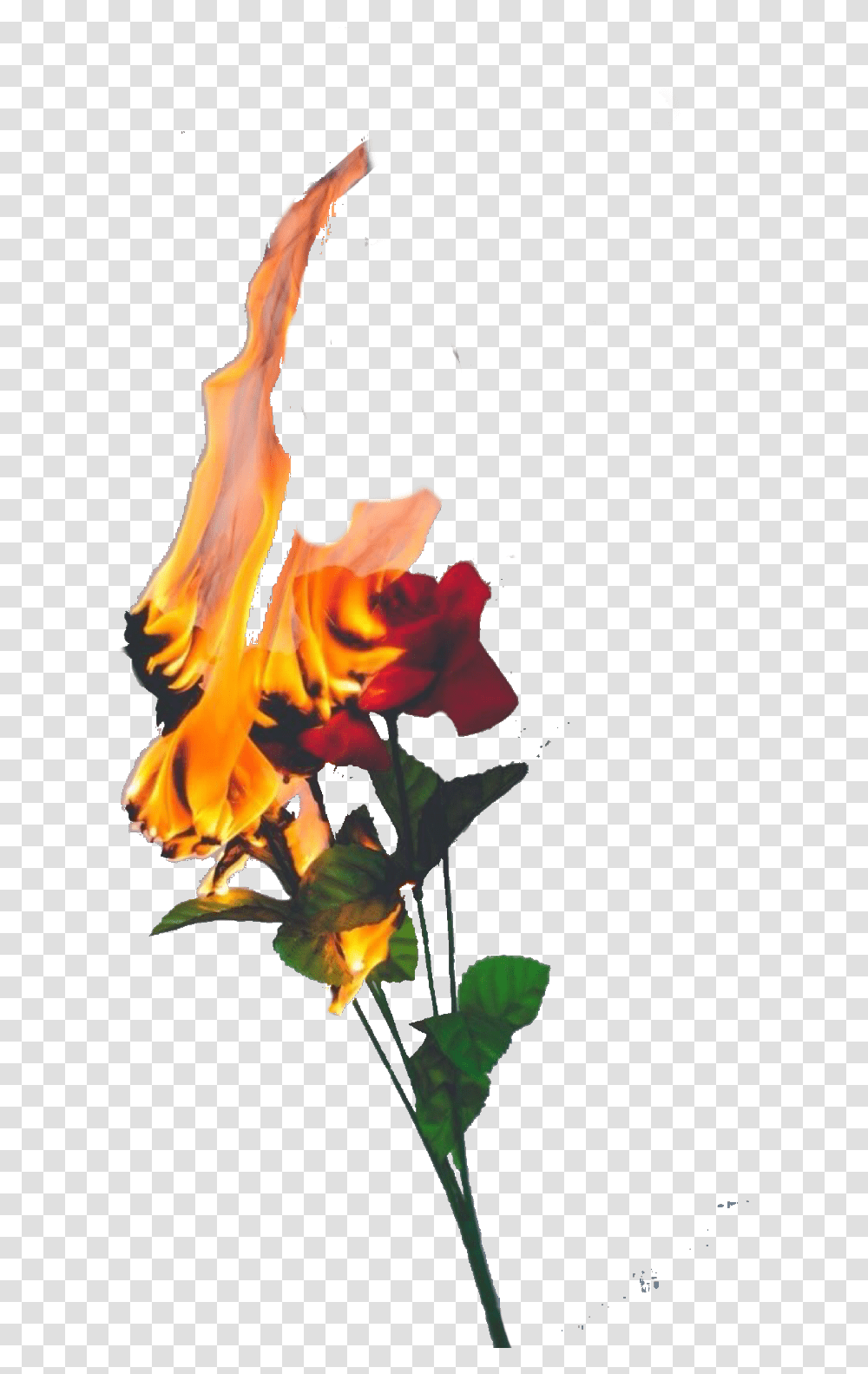 Roses Fire Flames Freetoedit Burning Rose, Plant, Flower, Blossom, Acanthaceae Transparent Png