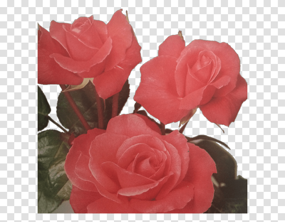 Roses Floral Tumblraesthetic Roseaesthetic Aesthetic Garden Roses, Flower, Plant, Blossom, Geranium Transparent Png