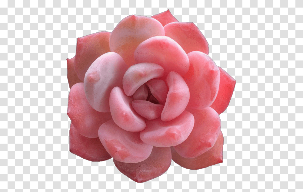 Roses Floral Tumblraesthetic Roseaesthetic Aesthetic Types Of Pink Succulents, Sweets, Food, Confectionery, Flower Transparent Png