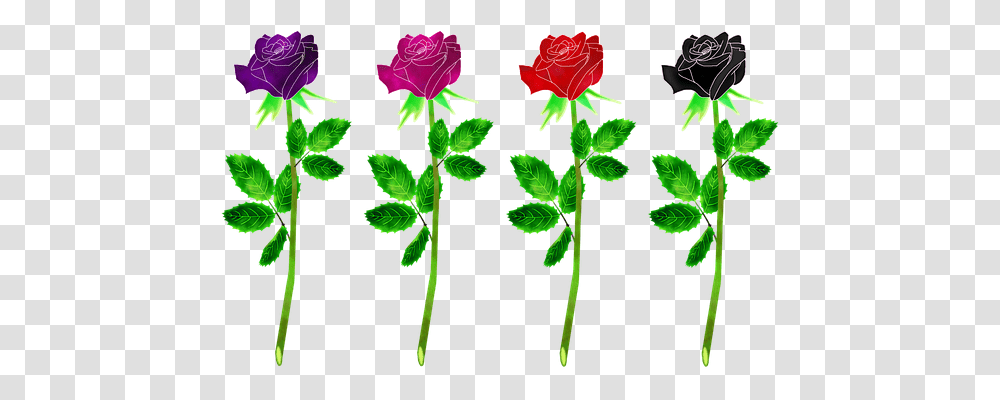 Roses Flowers Nature, Plant, Blossom, Petal Transparent Png
