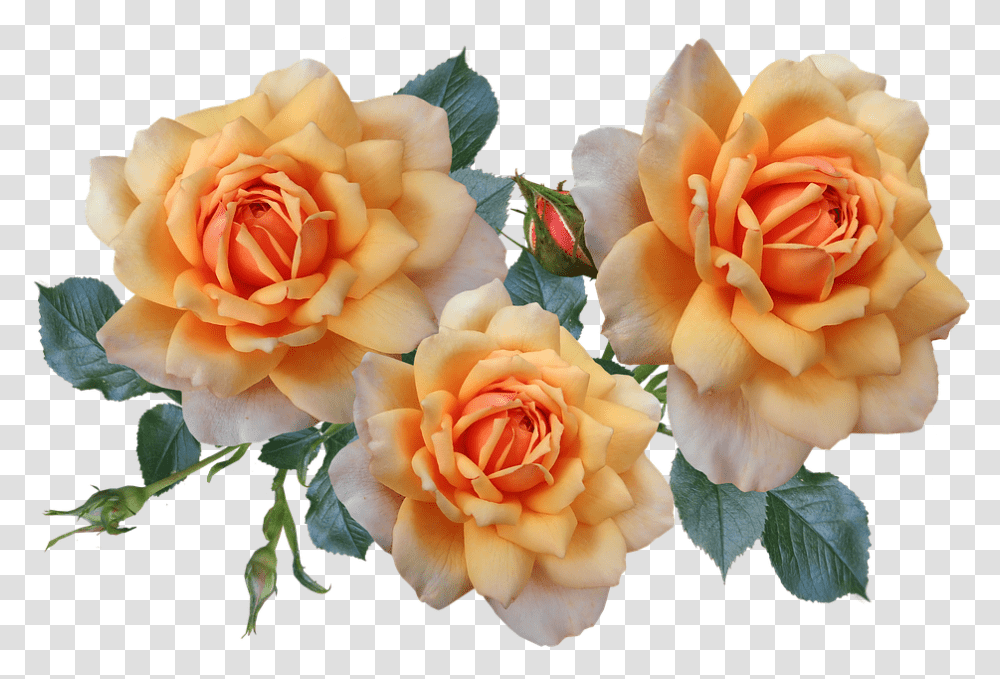 Roses Flowers Arrangement Garden Nature, Plant, Blossom, Petal Transparent Png