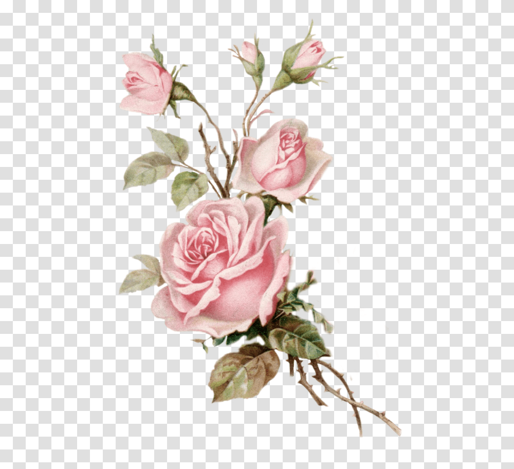 Roses Flowers Flores Rosas Aesthetic Vintage Pink Roses Background, Plant, Blossom, Flower Arrangement, Flower Bouquet Transparent Png