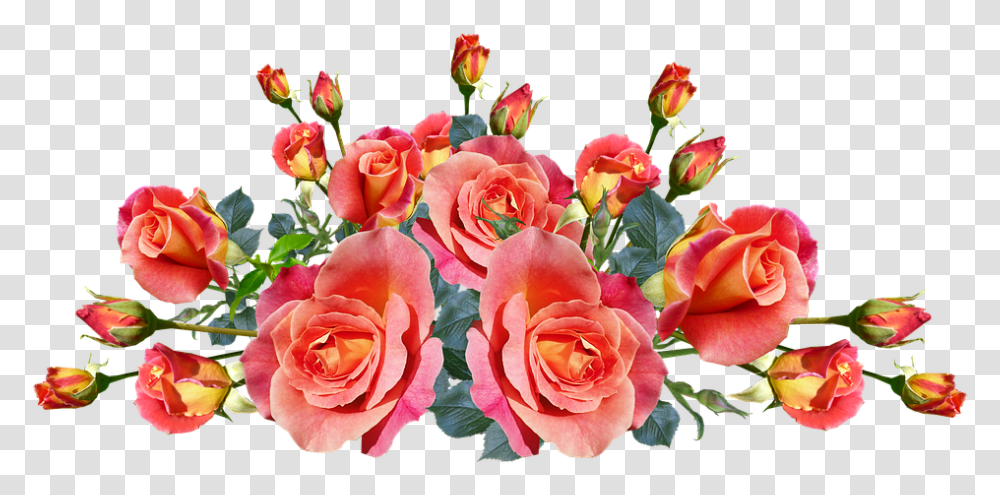 Roses Flowers Fragrnt Garden Roses, Plant, Blossom, Flower Bouquet, Flower Arrangement Transparent Png