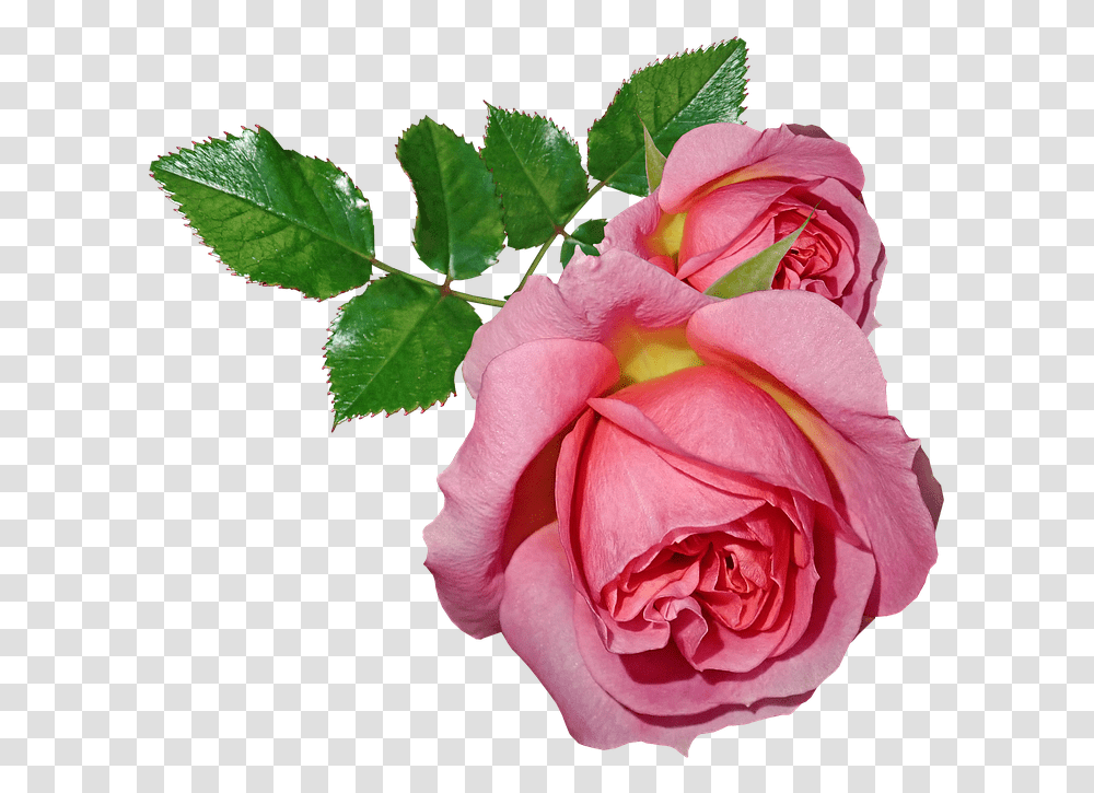 Roses Flowers Leaves Plant Garden Nature Gambar Bunga Dan Daun, Blossom, Petal, Geranium Transparent Png