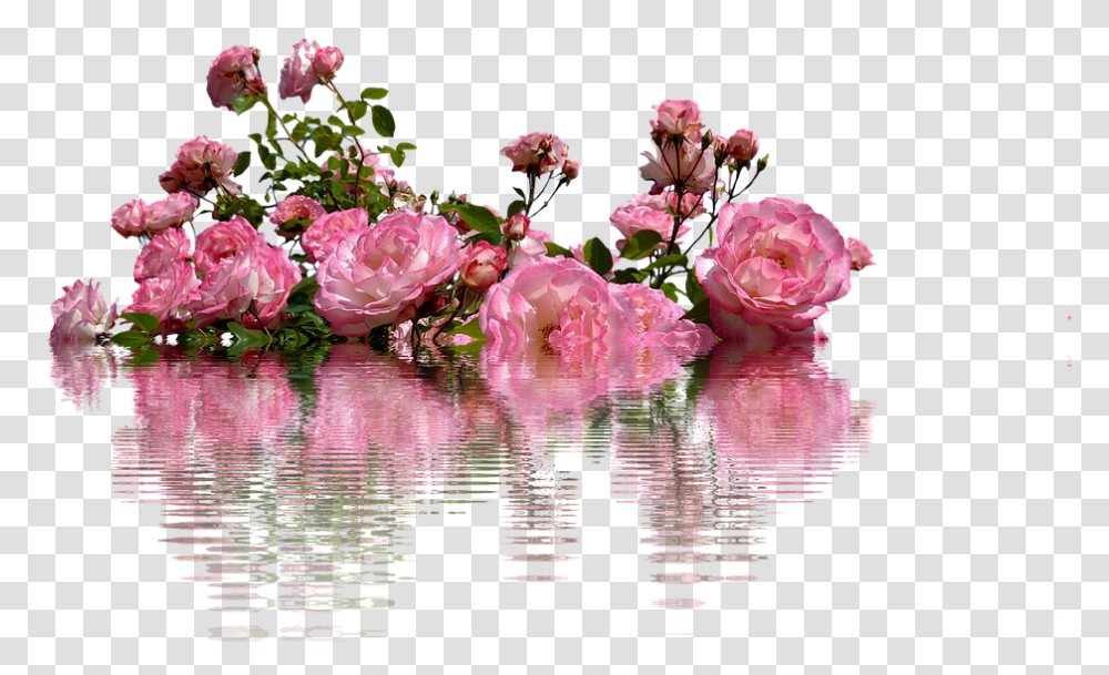 Roses Flowers Nature Flower Rose Bloom Rose Blooms Background Rose Bush, Plant, Blossom, Peony, Petal Transparent Png