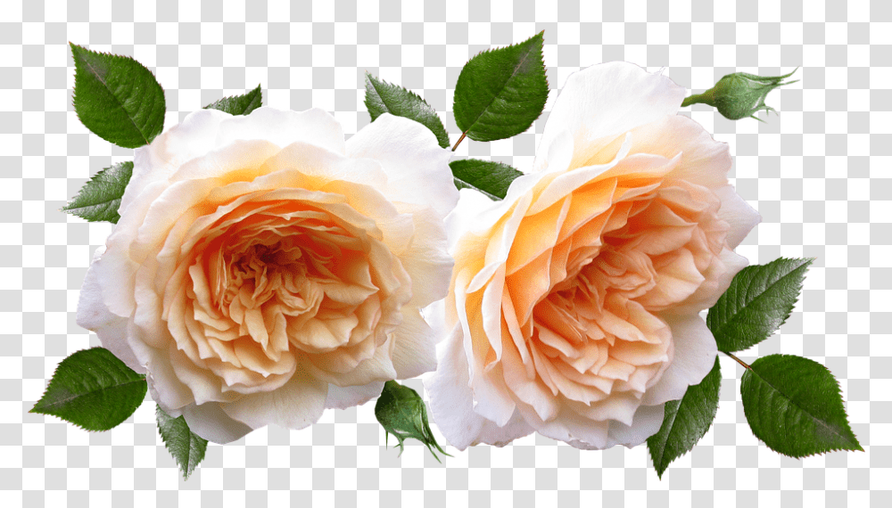 Roses Flowers Plants Garden Perfume Flores Y Plantas, Blossom, Petal, Carnation, Geranium Transparent Png