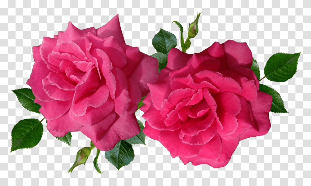 Roses Flowers Romantic Free Photo Aesthetic Red Flowers, Plant, Blossom, Geranium Transparent Png
