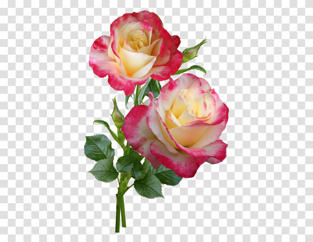 Roses Flowers Stems Roses On Stem, Plant, Blossom, Flower Arrangement, Flower Bouquet Transparent Png