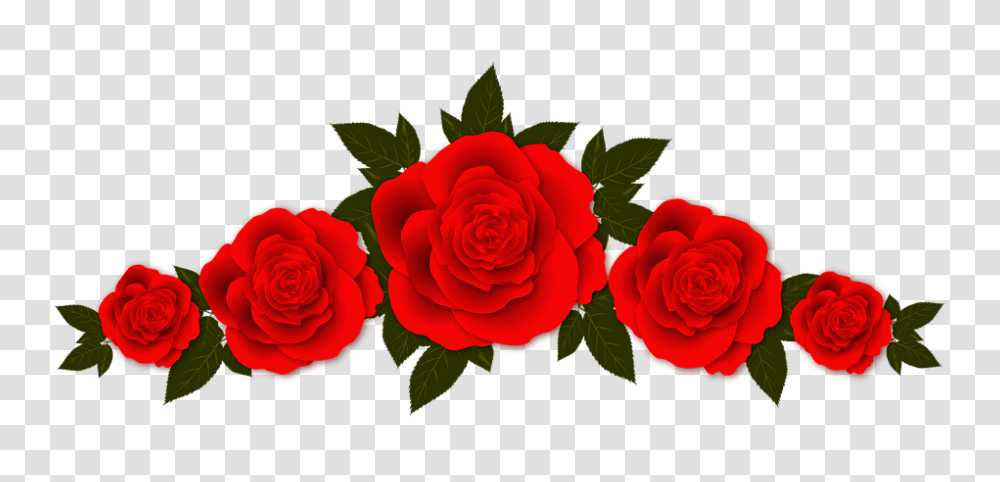 Roses Flowers Vignette Free Image Background Roses Clipart, Plant, Blossom, Petal, Dahlia Transparent Png