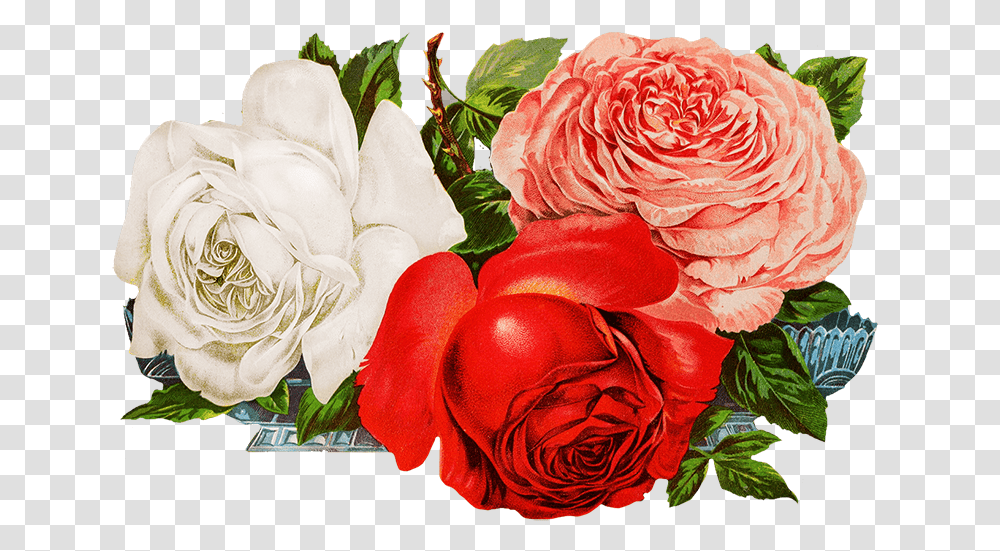 Roses For Scrapbooking Digital Flower Design New, Plant, Blossom, Geranium, Petal Transparent Png
