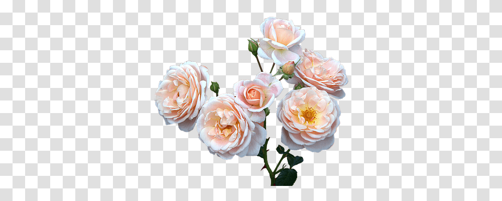 Roses Free Emotion, Plant, Flower, Blossom Transparent Png