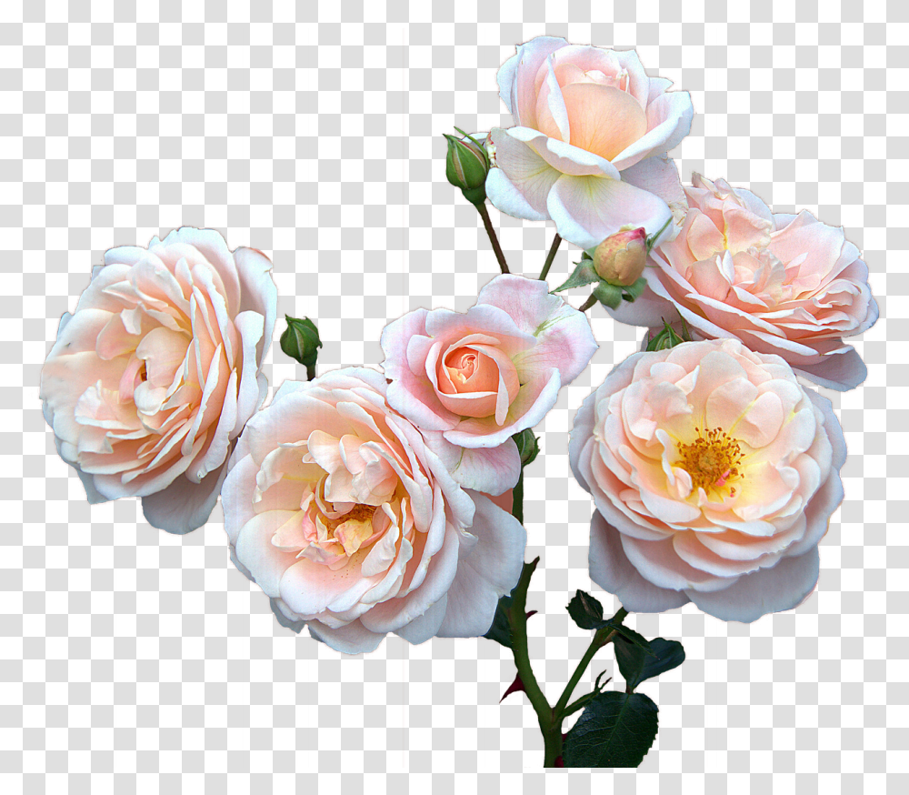 Roses Free Mother's Day Women's Free Image On Pixabay Mothers Days Flowers, Plant, Blossom, Petal, Flower Arrangement Transparent Png