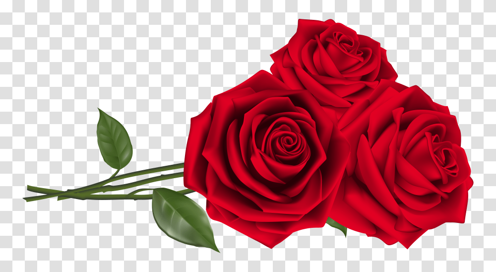 Roses Images, Flower, Plant, Blossom, Petal Transparent Png